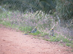 Platycercus elegans flaveolus