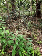 Astrotricha latifolia