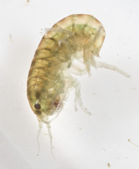 Hyalella