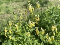 Thalictrum minus