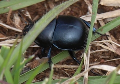 Trypocopris