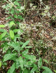 Astrotricha latifolia
