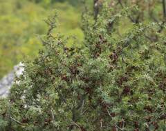 Juniperus oxycedrus