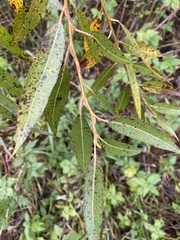 Salix euxina