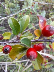 Cotoneaster divaricatus