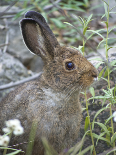 Snowshoe Hare photographed in Utah