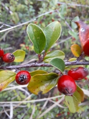 Cotoneaster divaricatus