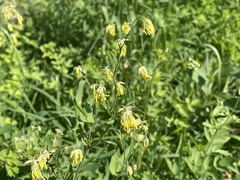 Thalictrum minus