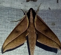 Xylophanes acrus