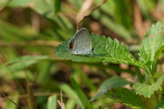 Everes lacturnus