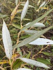 Salix euxina