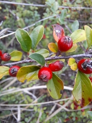Cotoneaster divaricatus