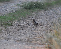 Dendrocopos syriacus