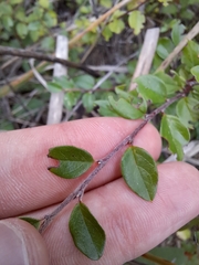 Cotoneaster divaricatus