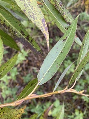 Salix euxina