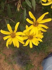 Flourensia thurifera