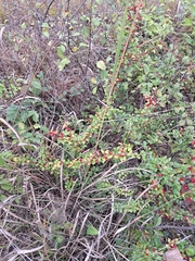 Cotoneaster divaricatus