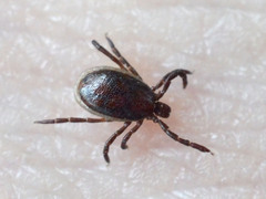 Ixodes