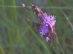 Liatris pauciflora