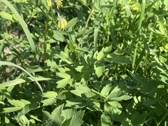 Thalictrum minus