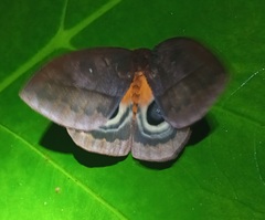 Automeris postalbida