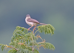 Prinia sylvatica