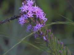 Liatris pauciflora