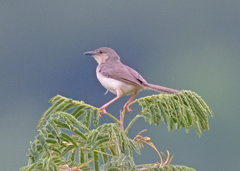 Prinia sylvatica