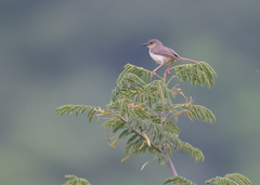 Prinia sylvatica