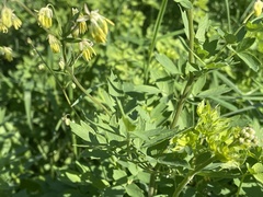 Thalictrum minus