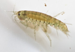 Hyalella