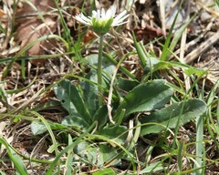 Bellis sylvestris