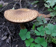 Lacrymaria echiniceps