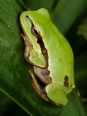 Hyla molleri