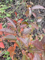 Aronia mitschurinii