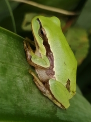 Hyla molleri