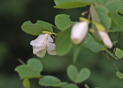 Bauhinia