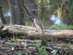 Philemon citreogularis