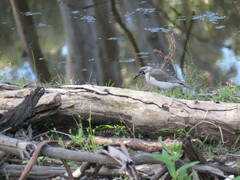 Philemon citreogularis