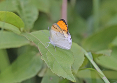 Colotis aurora