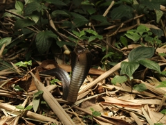Naja sputatrix