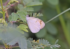 Colotis aurora