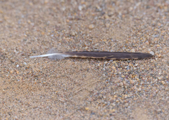 Caprimulgidae