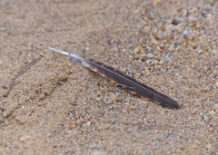 Caprimulgidae
