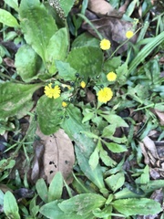 Youngia japonica