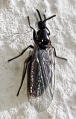 Scatopsidae