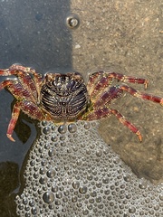 Grapsus