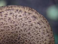 Lacrymaria echiniceps