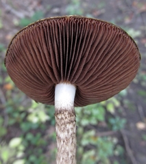 Lacrymaria echiniceps