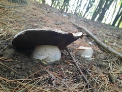 Agaricus sylvicola